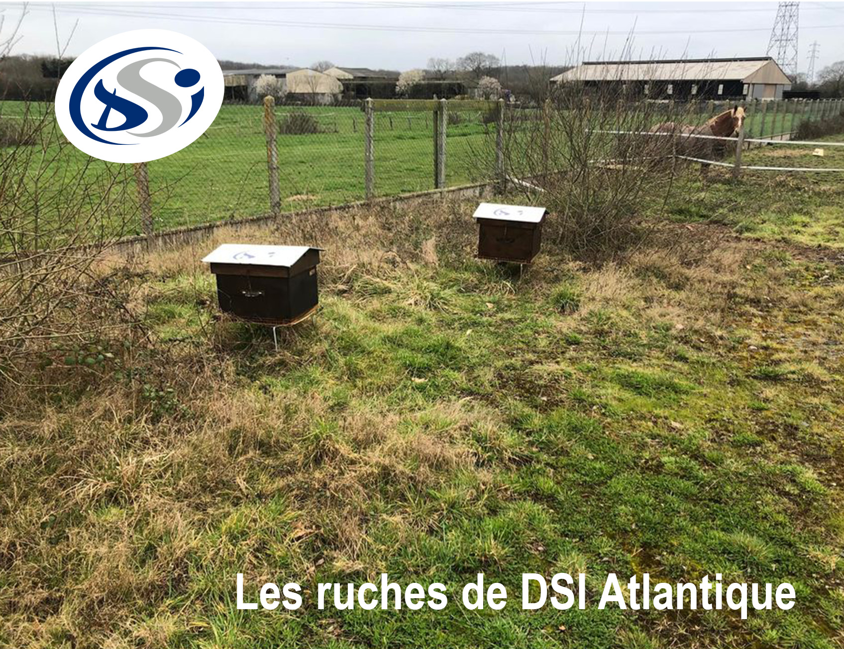 Ruches DSI Atlantique